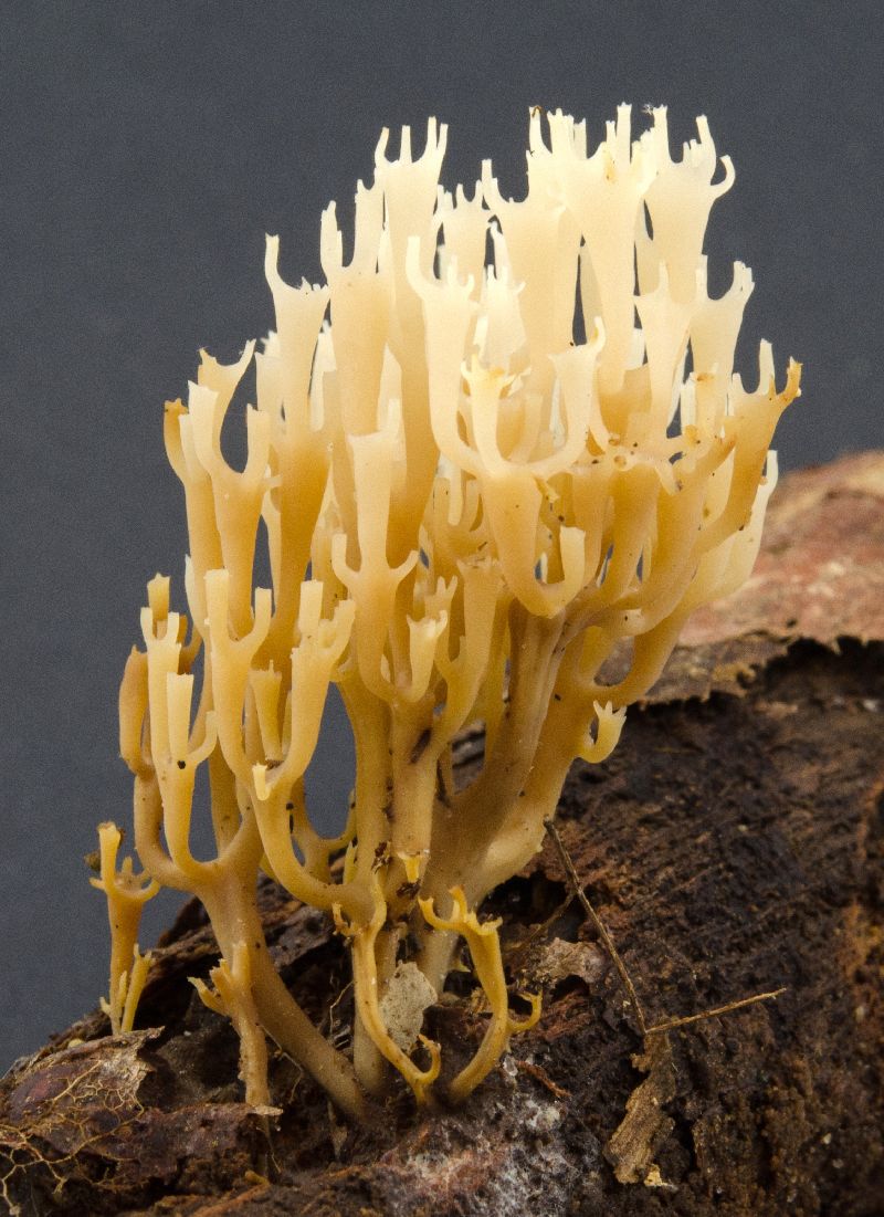 Artomyces image