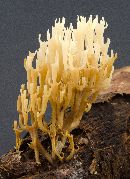 Artomyces pyxidatus image