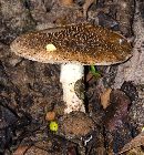 Image of Lepiota aspera