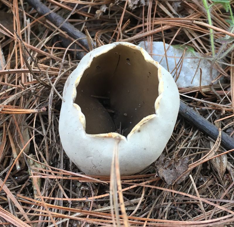 Helvella leucomelaena image