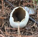 Image of Helvella leucomelaena