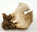 Helvella leucomelaena image