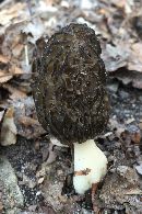 Image of Morchella elata