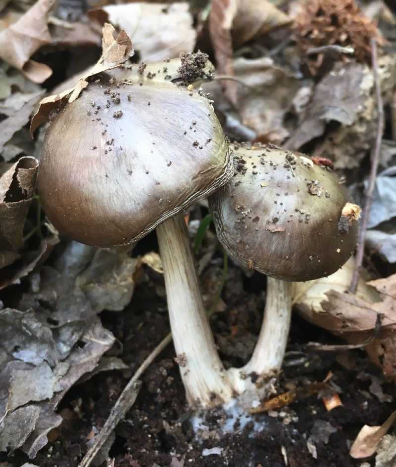 Pluteus cervinus image