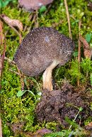 Image of Helvella queletii