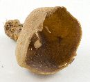 Helvella queletii image