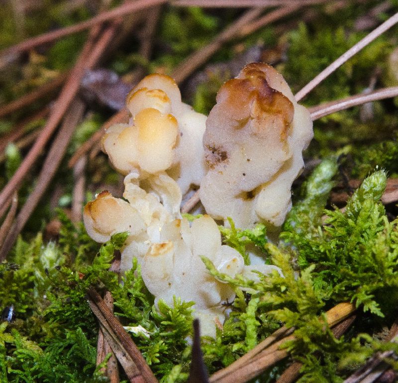 Clavulinaceae image