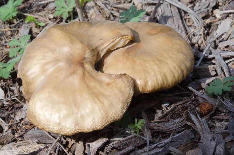 Melanoleuca melaleuca image