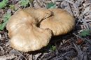 Image of Tricholoma melaleucum