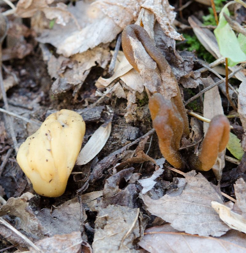 Microglossum olivaceum image