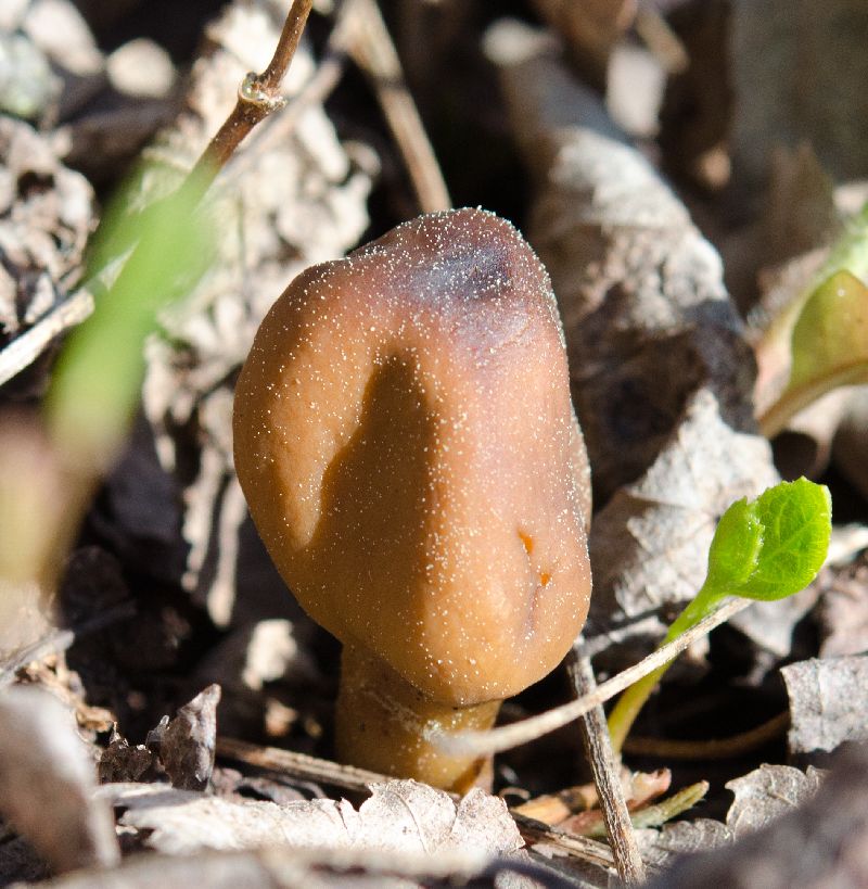 Geoglossaceae image