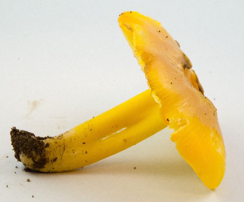 Hygrophorus image