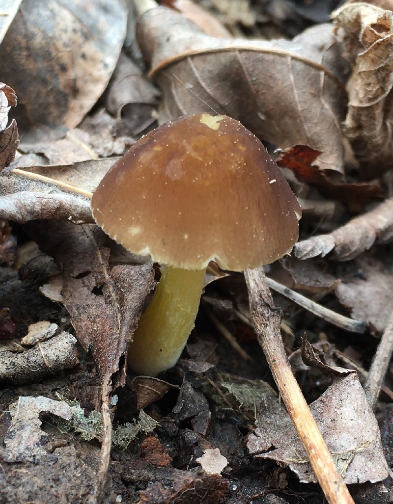 Pluteus romellii image