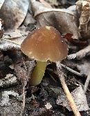 Image of Pluteus lutescens