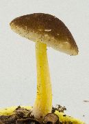 Pluteus romellii image