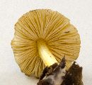 Pluteus romellii image