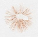 Pluteus romellii image
