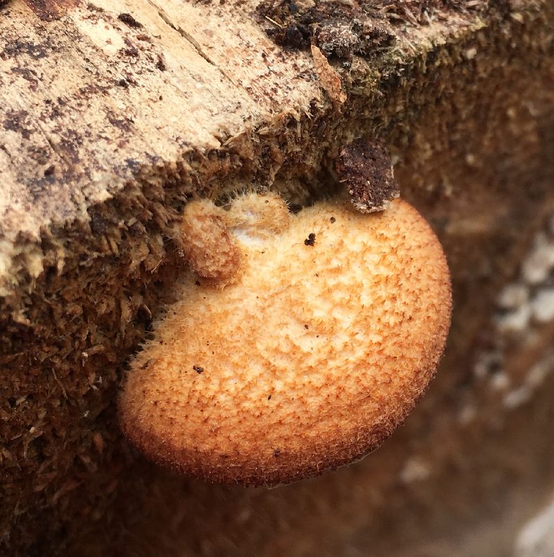 Crepidotus crocophyllus image