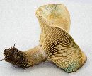 Lactarius paradoxus image