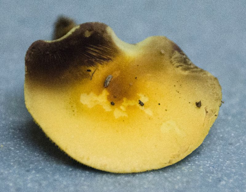 Hypholoma image