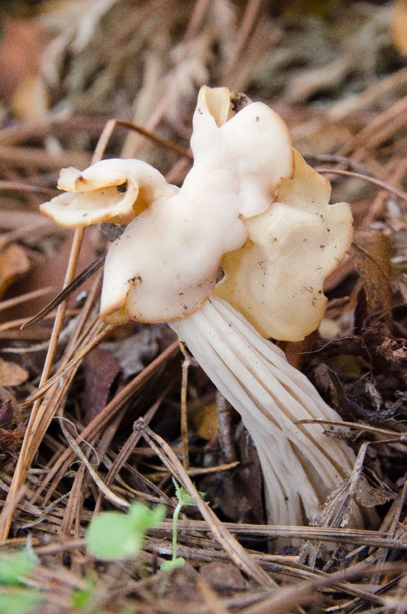 Helvella crispa image