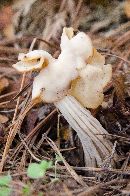 Helvella crispa image