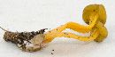 Leotia lubrica image