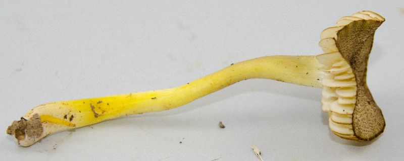 Hygrophorus caespitosus image