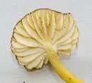 Hygrophorus caespitosus image