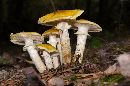 Image of Armillaria mellea