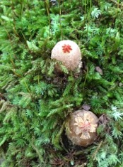 Calostoma ravenelii image