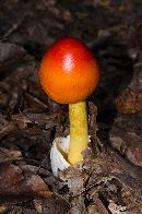 Amanita jacksonii image