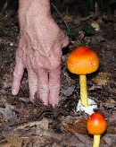 Amanita jacksonii image