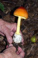 Amanita jacksonii image