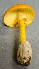 Amanita jacksonii image