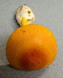 Amanita jacksonii image