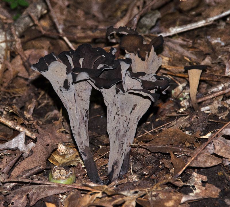 Craterellus cornucopioides image