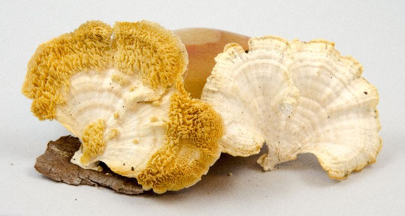 Poronidulus conchifer image