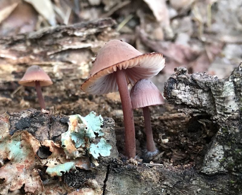 Mycena image