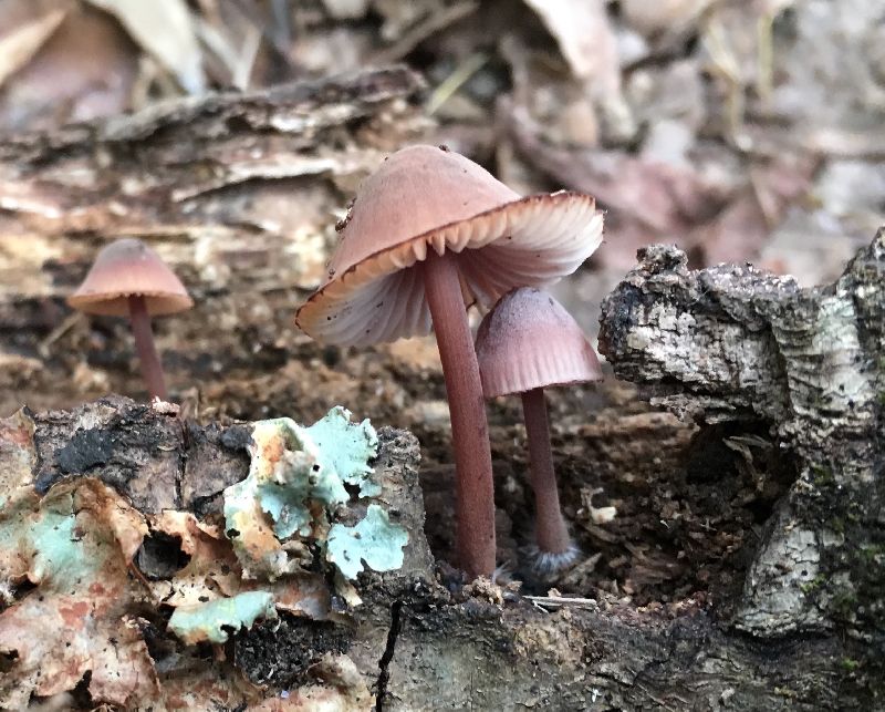 Mycena haematopus image