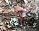 Mycena haematopus image