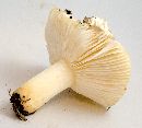 Russula ballouii image