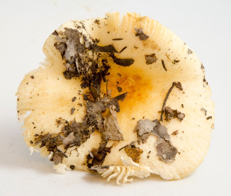 Russula ballouii image