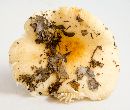 Image of Russula ballouii