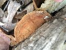 Phellinus gilvus image