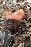 Laccaria laccata image