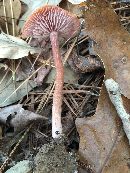 Laccaria laccata image