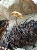 Xeromphalina campanella image