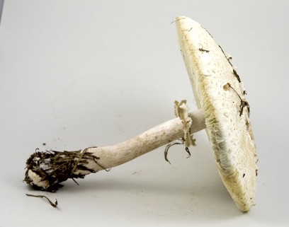 Chlorophyllum molybdites image