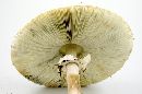 Chlorophyllum molybdites image